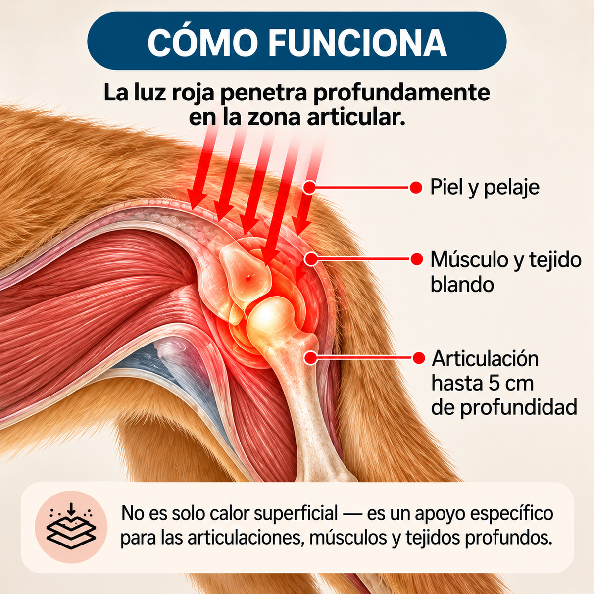 LumaPaw™ Terapia de Luz Roja para Articulaciones y Movilidad
